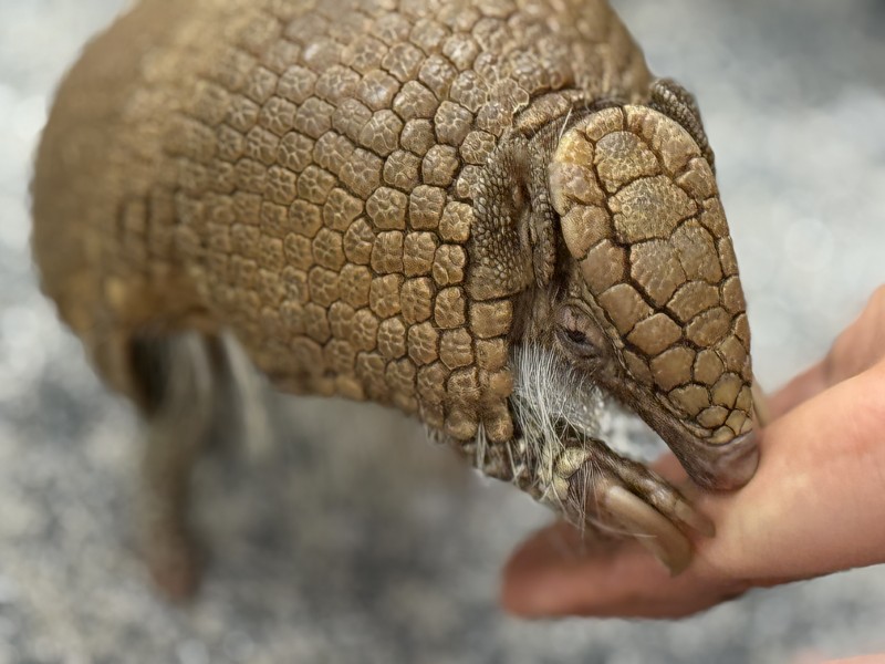 Armadillo