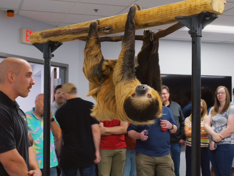 Sloth upside down