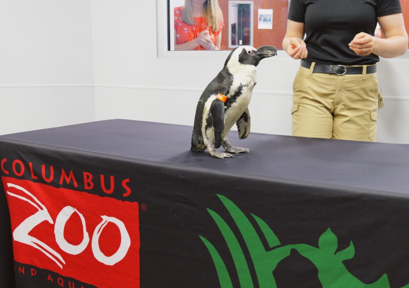 Columbus Zoo brings penguin