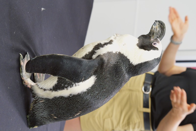 Trout the Penguin