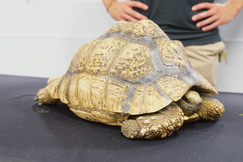 Lucky the Tortoise