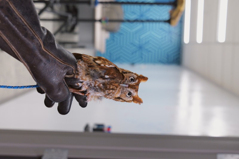 Screech owl